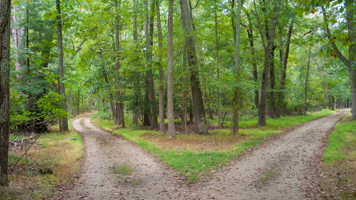 Fork in a wooded path surrounded by green trees