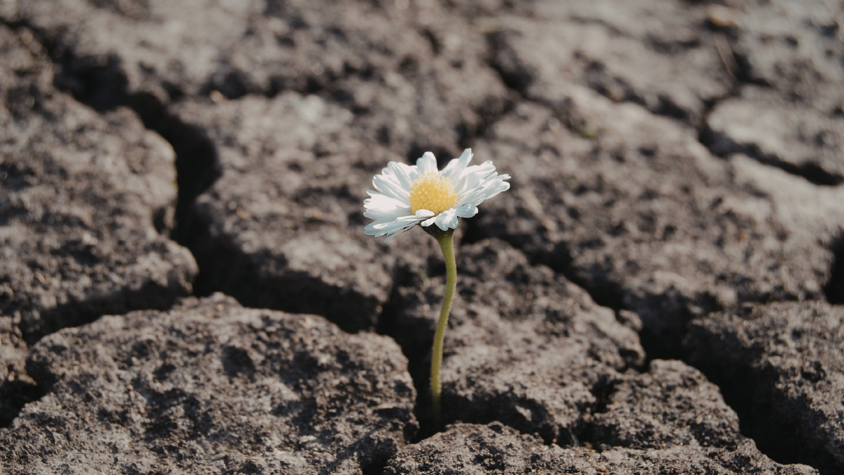 White flower growing from cracked dry ground.